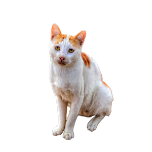 Stock Photo Of Animals, Cat, Photographer 12381 - Cat PNG image with transparent background